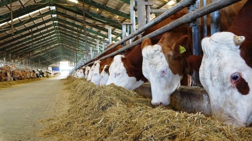 Sağlam: 'Hayvancılık sektörüne bir yılda 57 milyon 289 bin TL destek'