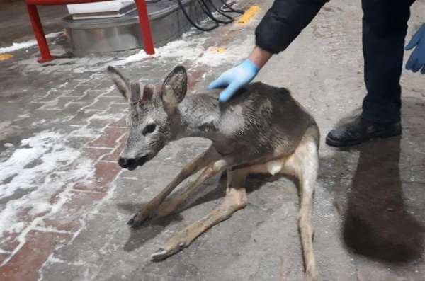 Bolu'da, kaza geçiren yavru gazelle, ormancılar tarafından kurtarıldı 