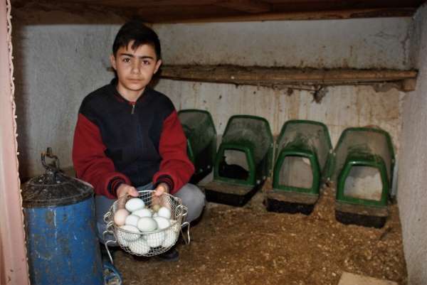 Okuldaki 'yeşil yumurtalar', devamsızlığı azalttı 