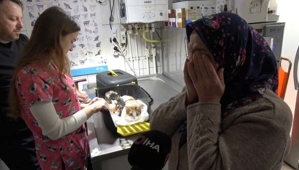 Depremden kurtulan kedi, sezaryenle yavrularını dünyaya getirdi