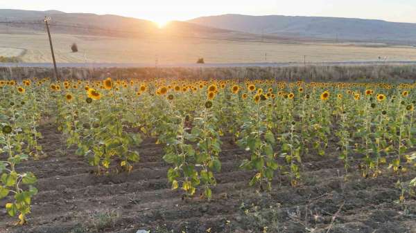 Sivaslı çiftçilere 903 milyon TL destekleme ödemesi