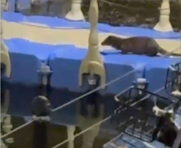 Tokat'ta nesli tükenme tehlikesi altındaki su samuru görüntülendi