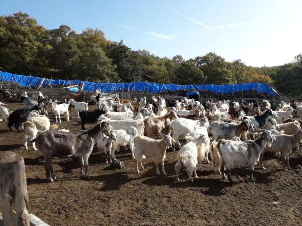Kırklareli'de 4 milyon 72 bin TL koyun/keçi desteklemesi 