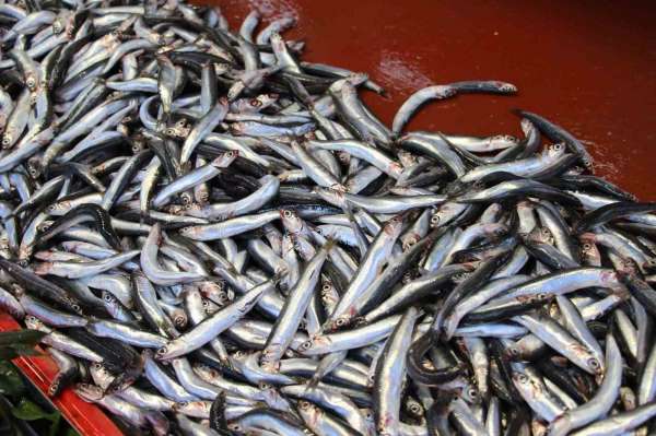 Bolu'da sezonunun son günlerini yaşayan hamsi 70 liradan satılıyor