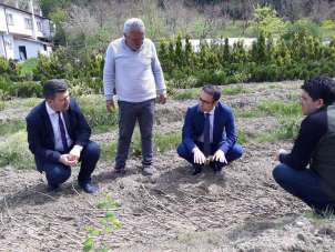 Zonguldak'ta karaçatlak üzümü üretimi yaygınlaştırılacak