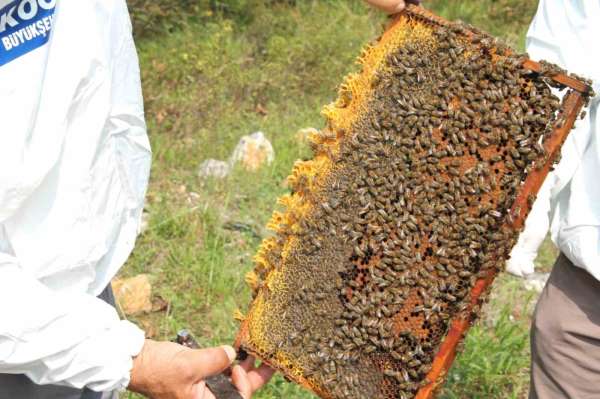 Arıcılara 55 ton arı yemi desteği - Kocaeli haber