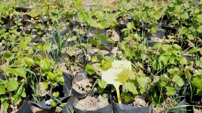 Samsun'daki proje üzüm çeşitlerini eksi 35 dereceye kadar dayanıklı hale getirecek