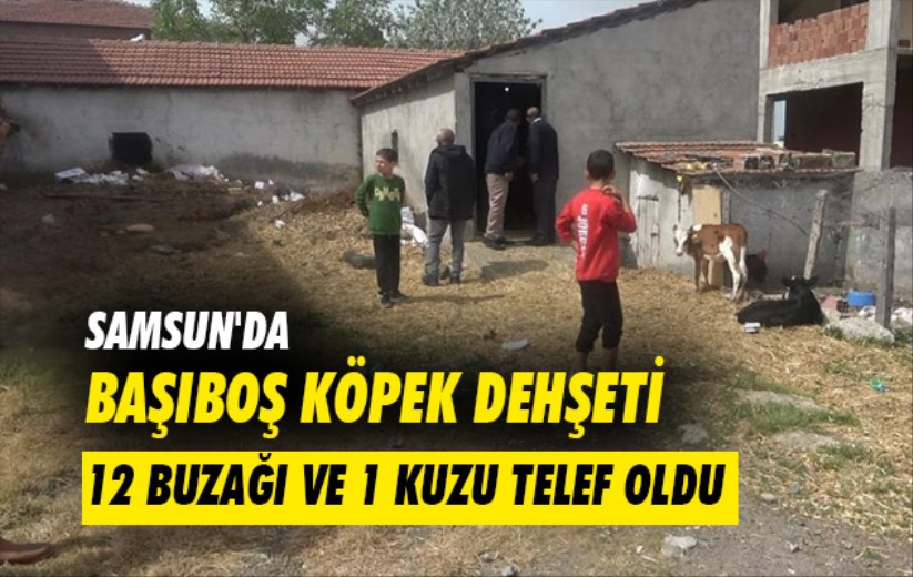 Samsun'da başıboş köpek dehşeti: 12 buzağı ve 1 kuzu telef oldu
