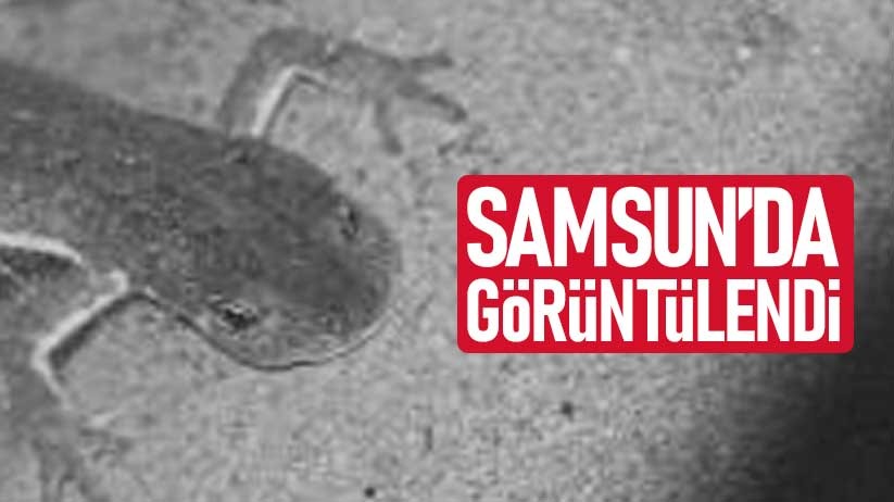 Nesli tükenmek üzere! Samsun'da görüntülendi