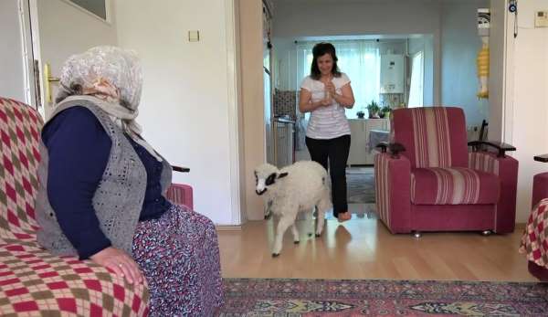 Annesinin reddettiği kuzuyu evinde besliyor