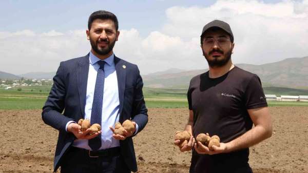 Irak'tan dönen genç iş adamı, Cilo Dağı eteklerinde 100 dönümlük alana patates ekimine başladı