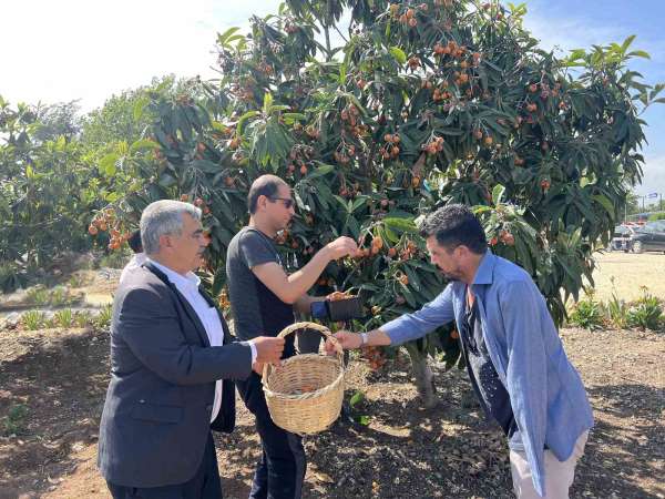Tarsus'ta 2 ton yenidünya meyvesi hasadı gerçekleştirildi