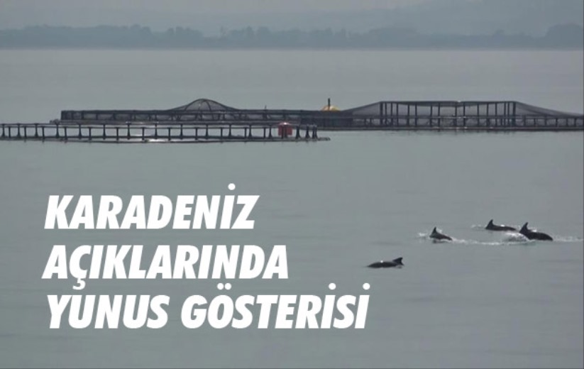 Karadeniz açıklarında yunus gösterisi