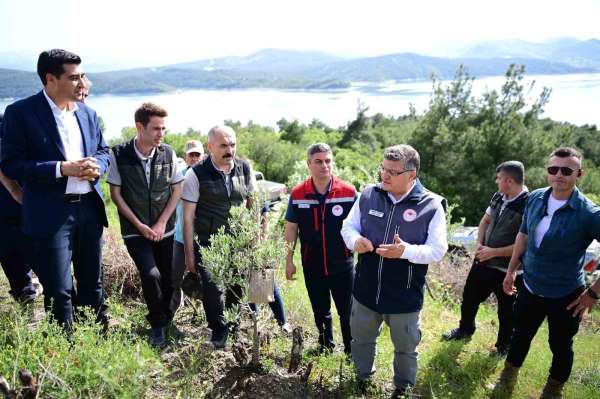 Sinop'ta 80 bin yabani zeytin ağacı aşılanacak