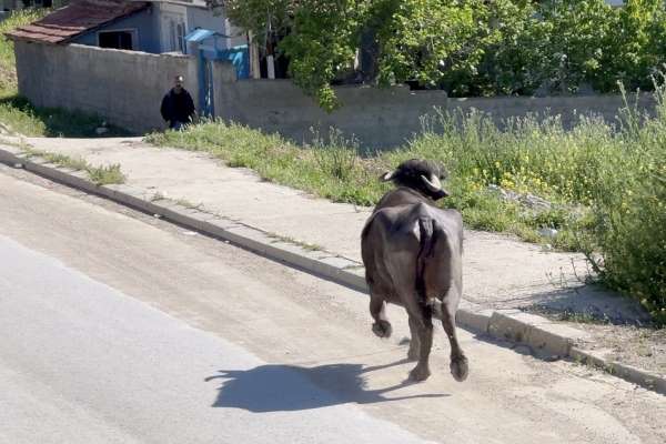 Kaçan kurbanlığın saldırısından bodruma sığınarak kurtuldu