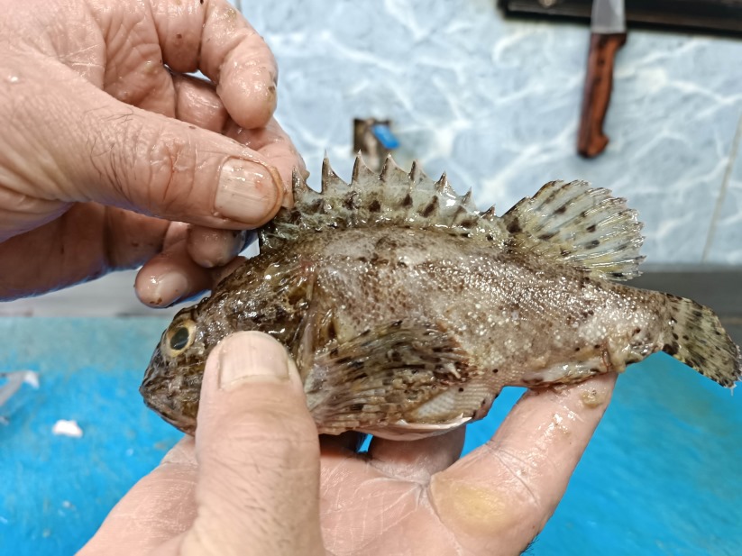 Samsun'da dışı zehirli, içi lezzetli balık