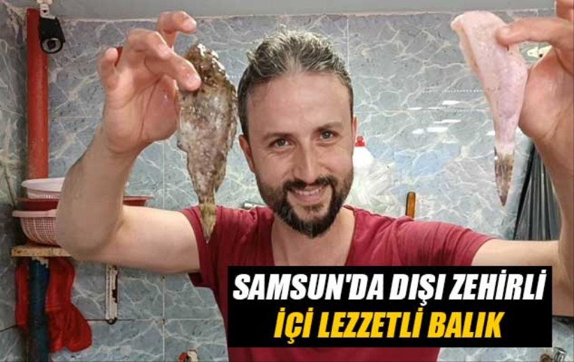 Samsun'da dışı zehirli, içi lezzetli balık