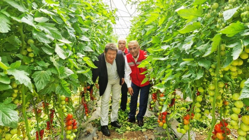 Samsun'daki Karadeniz'in en büyük serasında ilk domates hasadı 