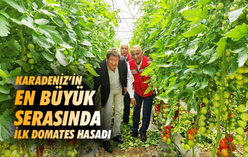 Samsun'daki Karadeniz'in en büyük serasında ilk domates hasadı 