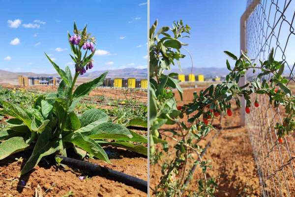 Ahi Evran Üniversitesi'nde tıbbi aromatik bitkilerin ilk hasadı başladı