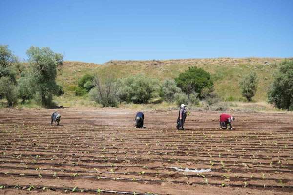 Muş'ta tütün ekimi başladı: 1 milyar TL'lik katkı bekleniyor