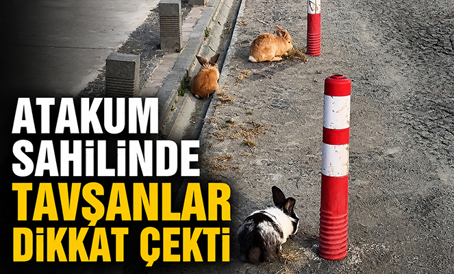 Atakum sahilinde tavşanlar dikkat çekti