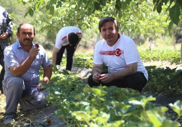 Aksaray Valisi Aydoğdu: 'Aksaray'da çilek üretimini arttıracağız' 