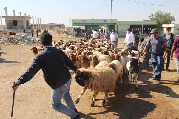 Şanlıurfa'da maskeli sosyal mesafeli kurbanlık satışı 