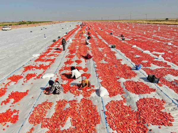 Diyarbakır'dan Avrupa'ya kuru domates ihracatı