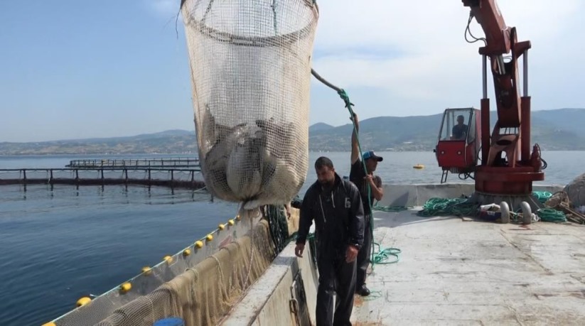 Samsun'da hayvansal ürün ihracatından milyonlarca döviz geliri