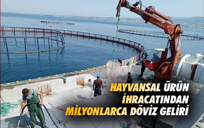 Samsun'da hayvansal ürün ihracatından milyonlarca döviz geliri