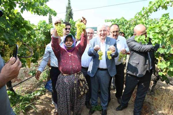 Denizli'de üzüm hasadı başladı