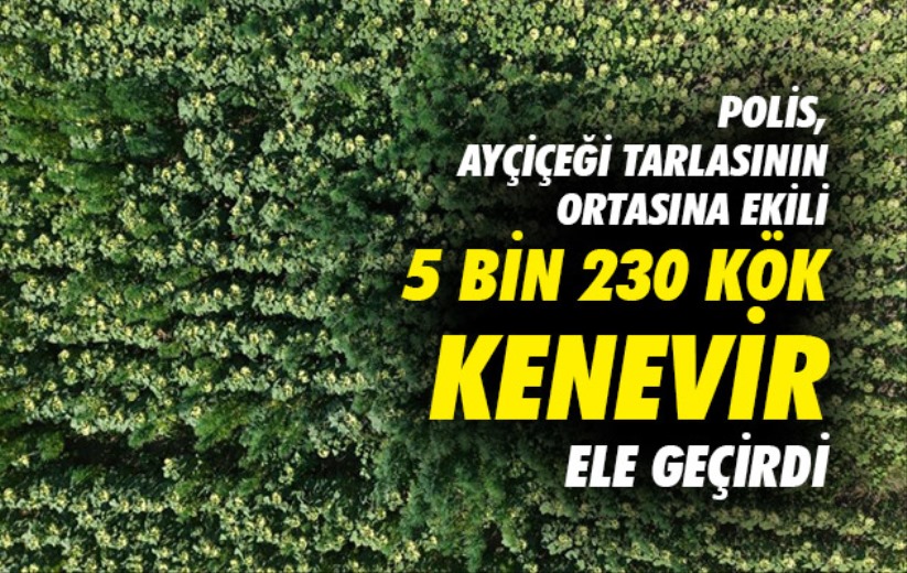 Samsun'da polis, ayçiçeği tarlasının ortasına ekili 5 bin 230 kök kenevir ele geçirdi