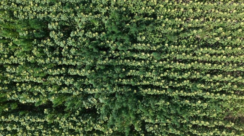 Samsun'da polis, ayçiçeği tarlasının ortasına ekili 5 bin 230 kök kenevir ele geçirdi