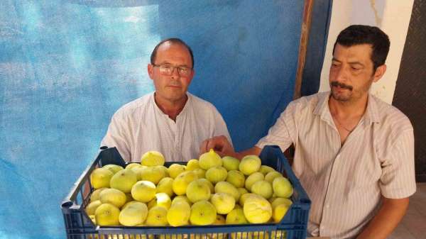 Mersin'de Mut beyaz inciri altın yılını yaşıyor