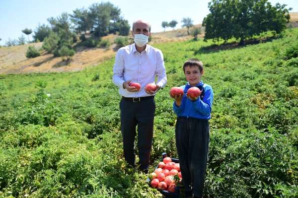 Bulanık domatesinin ünü Kahramanmaraş'ı aştı