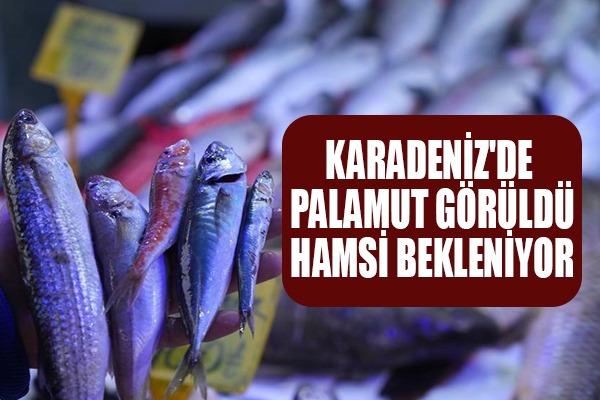 Karadeniz'de palamut görüldü, hamsi bekleniyor