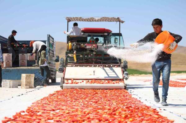 Dünya sofralarını süsleyen domateste 315 ton rekolte bekleniyor