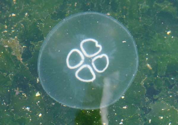 Müsilaj bitti bu kez denizanası kabusu başladı