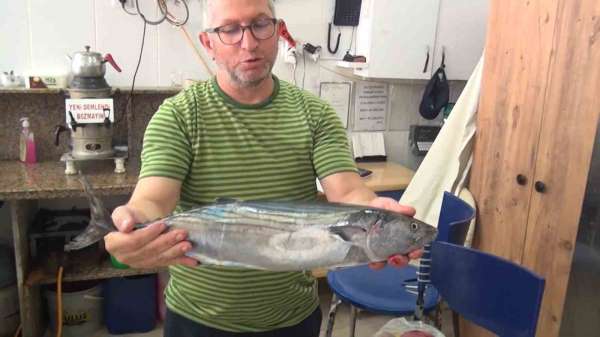 Sinop'ta tezgahlara yılın ilk torik balığı düştü