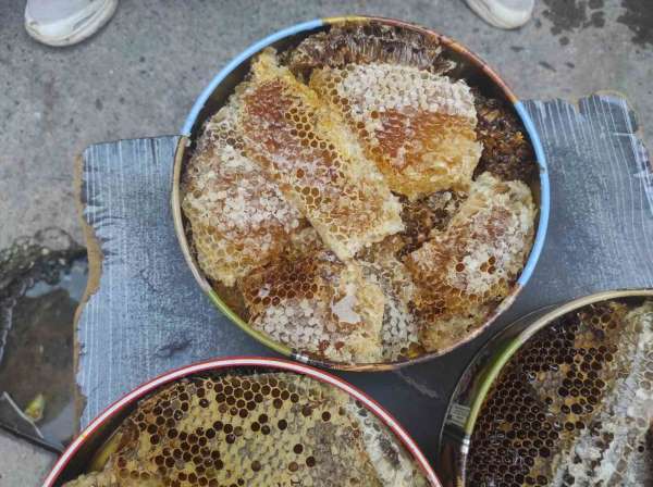 Sason'da ağaç kovuklarından çıkan balın kilosu çeyrek altını geride bıraktı