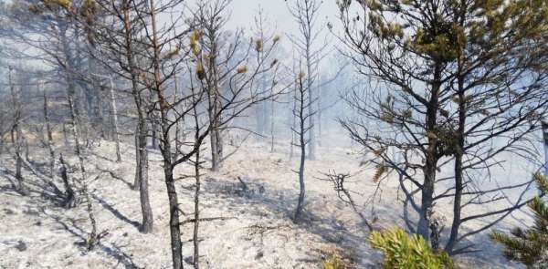 Tokat'ta orman yangını 