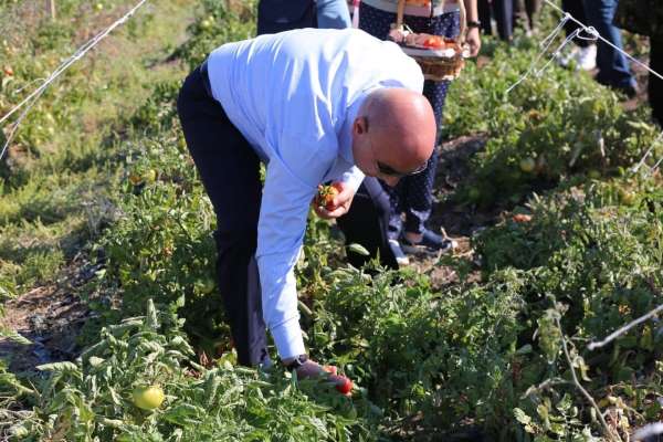 Ata tohumunun lezzetli mahsulleri hasat edildi