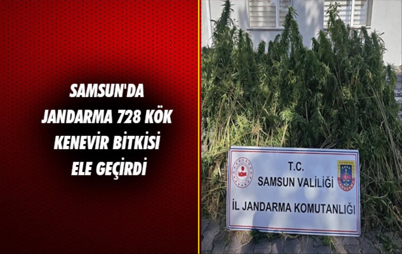 Samsun'da jandarma 728 kök kenevir bitkisi ele geçirdi