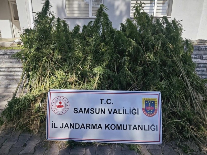 Samsun'da jandarma 728 kök kenevir bitkisi ele geçirdi