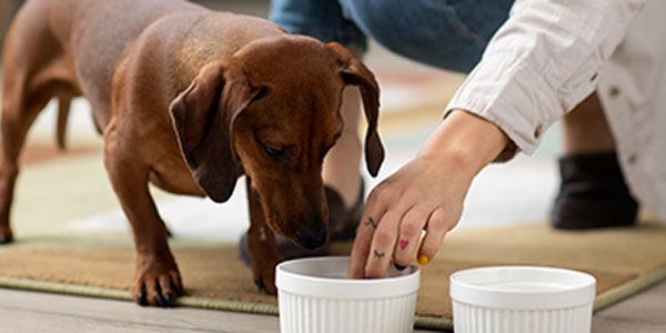 Köpek Eğitiminin Temeli: Doğru Beslenme ve Sağlıklı Yaşam Sırları