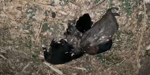 Bahçede iple boğulmuş 3 yavru köpek bulundu