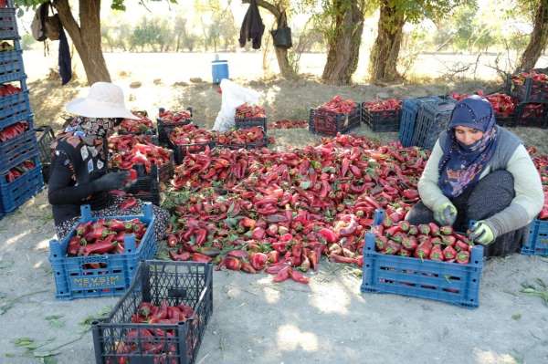 Erzincan'da 100 tonluk üretim hedefi gerçek oldu!