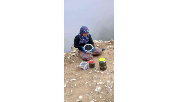 Şalpazarı yaylalarında yaban mersini bereketi