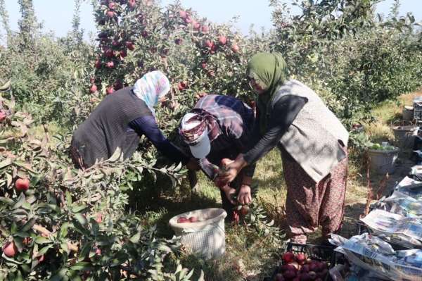DAP ve DAKA'dan Bitlis'teki elma yetiştiricilerine yüzde 50 destek 